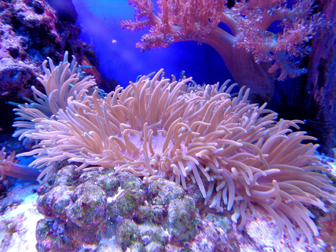Los mejores arrecifes de coral del mundo