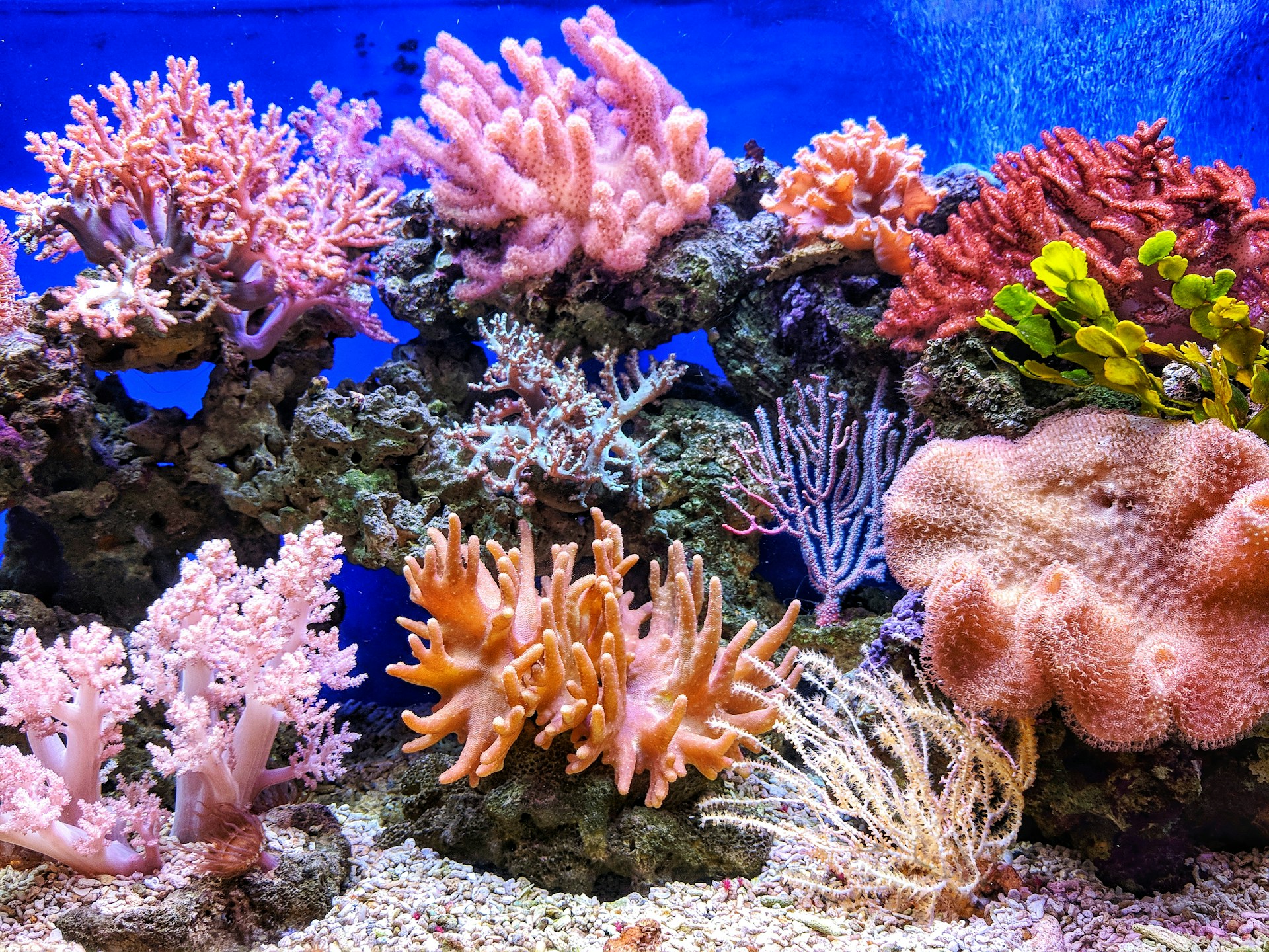 Bienvenidos al sitio online donde los arrecifes también viven